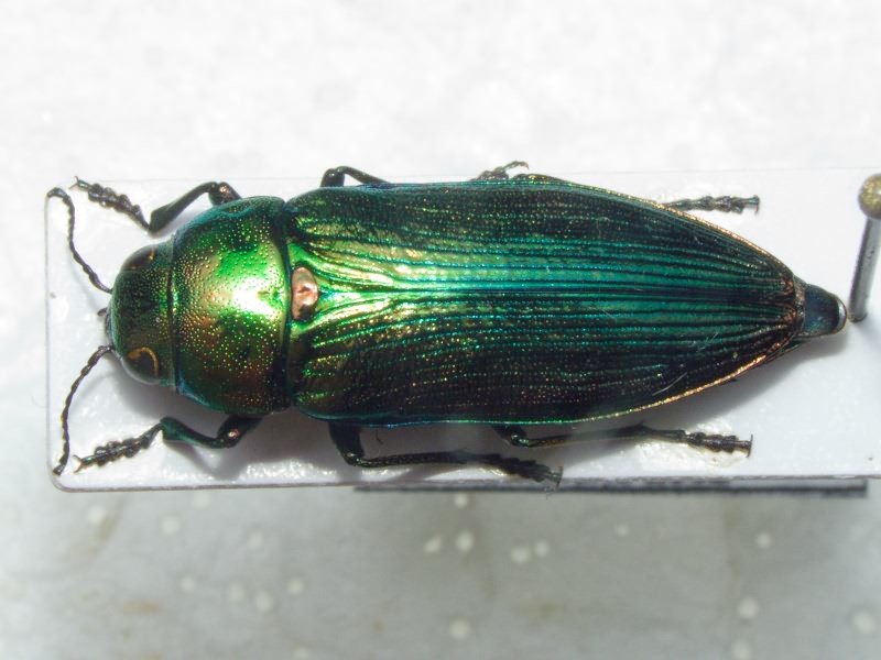 Eurythyrea austriaca Linnaeus, 1767